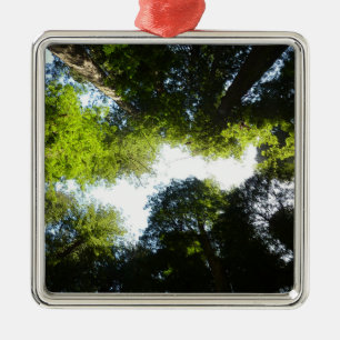 Ornement Carré Argenté Cercle de séquoias au parc national Redwood