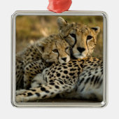 Ornement Carré Argenté Cheetah Cub Snuggling (Devant)