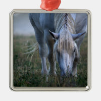 Cheval blanc