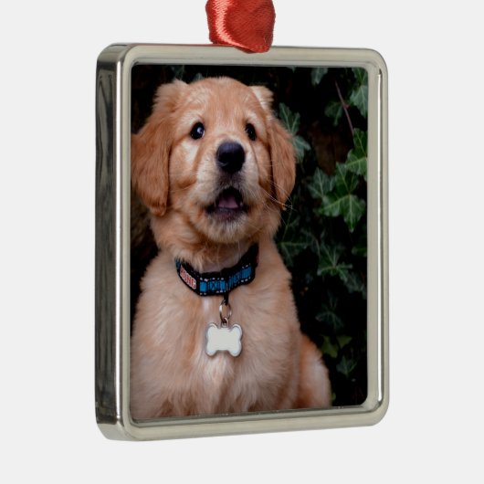 Ornement Carré Argenté Chien chiot mignon Golden Retriever Chien (Droite)