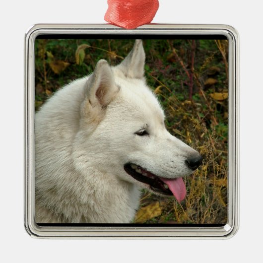Ornement Carré Argenté Chien de Malamute d'Alaska (Devant)