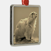 Ornement Carré Argenté Chien des Prairies à queue noire (Droite)