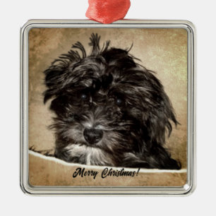Ornement Carré Argenté Chien Schnoodle