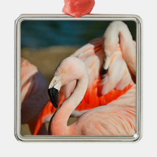Ornement Carré Argenté Closeup de flamants roses du chili