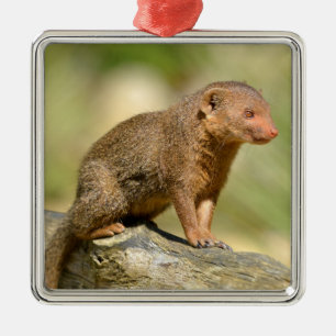 Ornement Carré Argenté Closeup dwarf mongoose  postcard square sticker