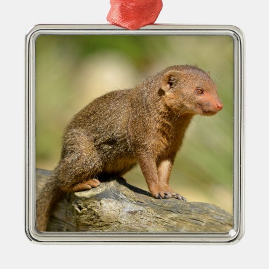 Ornement Carré Argenté Closeup dwarf mongoose  postcard square sticker (Devant)