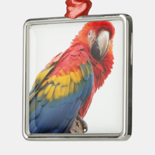 Ornement Carré Argenté Coloré Macaw Chic Classy Mod Tropical