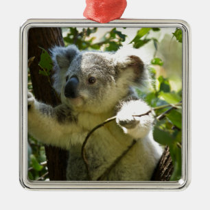 Ornement Carré Argenté Coucou de Koala