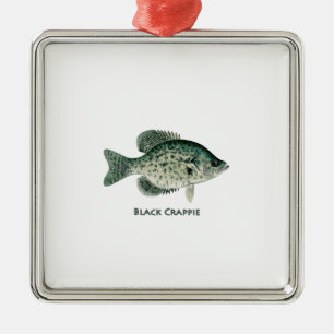 Ornement Carré Argenté Crapet noir