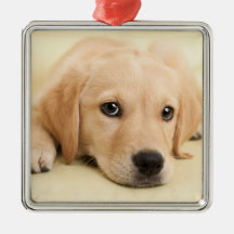 Créez Votre Propre Photo de Compagnon à Quatre Pat