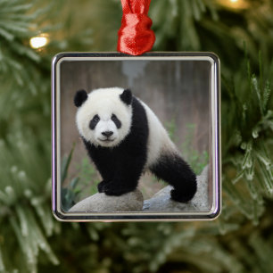 Ornement Carré Argenté Cutest Baby Animals   Giant Panda Baby