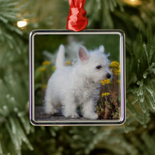 Ornement Carré Argenté Cutest Baby Animals   West Highland White Terrier