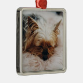 Ornement Carré Argenté Cutest Baby Animals | Yorkshire Terrier (Droite)
