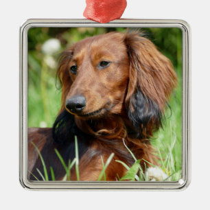 Ornement Carré Argenté Dachshund aux cheveux longs Brown - Doxie