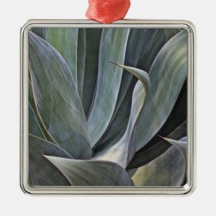 Ornement Carré Argenté Détail fané de Succulant, 2017
