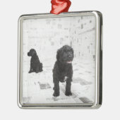 Ornement Carré Argenté Deux chiots portugais de chien d'eau dans une (Gauche)