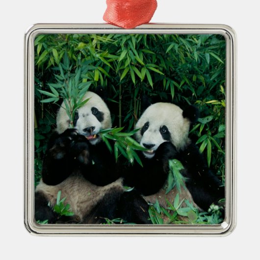 Ornement Carré Argenté Deux pandas mangeant du bambou ensemble, Wolong (Devant)