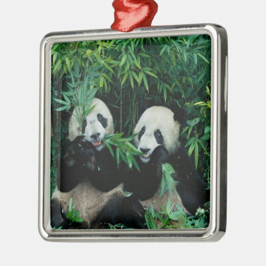 Ornement Carré Argenté Deux pandas mangeant du bambou ensemble, Wolong (Gauche)