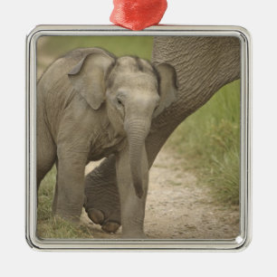 Ornement Carré Argenté Éléphant indien / asiatique et jeune, Corbett 2