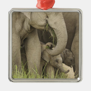 Ornement Carré Argenté Éléphant indien / asiatique et son petit, Corbett