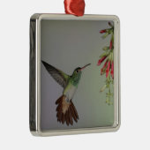 Ornement Carré Argenté Equateur, Tandayapa Bird Lodge. À queue rousse (Droite)