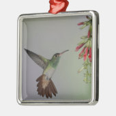 Ornement Carré Argenté Equateur, Tandayapa Bird Lodge. À queue rousse (Gauche)