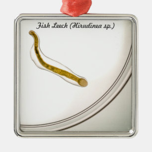 Ornement Carré Argenté Espèces : Sangsue de poissons