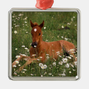 Ornement Carré Argenté États-Unis, Oregon, Poney arabe.