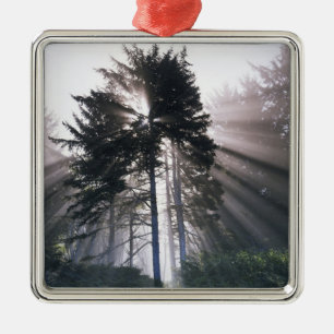 Ornement Carré Argenté États-Unis, Washington, Parc national Olympique, M