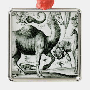 Ornement Carré Argenté Étude des animaux et des fleurs, gravée