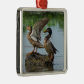 Ornement Carré Argenté Excusez-moi (Droite)