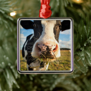 Ornement Carré Argenté Fermes   Vache Holstein Chewing