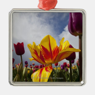 Ornement Carré Argenté Fermez-vous des tulipes de floraison colorées en