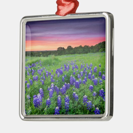 Ornement Carré Argenté Fleurs | Bluebonnets à Sunset Texas (Gauche)
