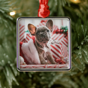 Ornement Carré Argenté French Bulldog