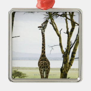 Ornement Carré Argenté Girafe au Kenya, Afrique