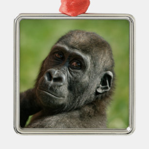Ornement Carré Argenté Gorilla Youngster