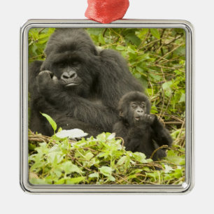 Ornement Carré Argenté Gorille des montagnes, Gorilla beringei (anciennem