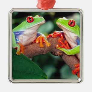 Ornement Carré Argenté Grenouille aux yeux rouges, Agalychinis callidryas