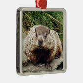 Ornement Carré Argenté Groundhog (Droite)