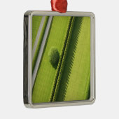 Ornement Carré Argenté Haie dans le Hamptons (Droite)