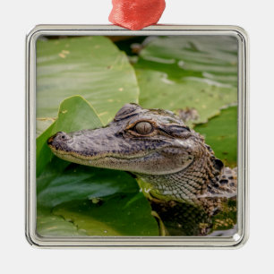 Ornement Carré Argenté Jeune Alligator