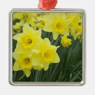 Ornement Carré Argenté Jonquilles RF)