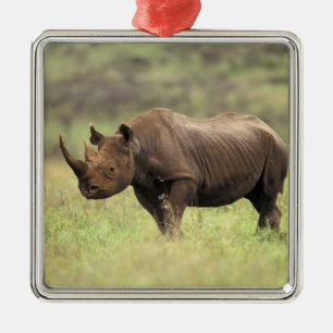 Ornement Carré Argenté Kenya, parc national de Nairobi. Rhinocéros noir