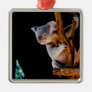 Ornement Carré Argenté Koala Cute en gris arbre
