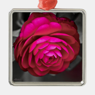 Ornement Carré Argenté La Camellia Rosy