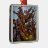 Ornement Carré Argenté L'arbre sentinelle (Droite)