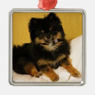 Ornement Carré Argenté Le Pomeranian le plus mignon