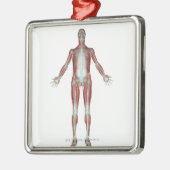 Ornement Carré Argenté Le système ostéomusculaire 4 (Gauche)