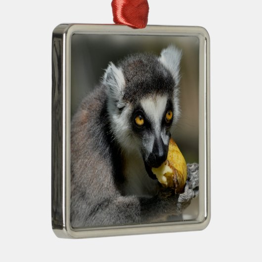 Ornement Carré Argenté Lémurien à queue cerclée mangeant une banane (Droite)